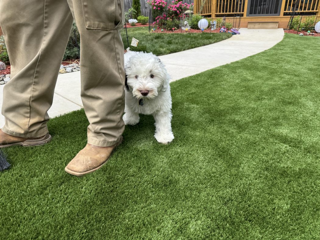 Artificial Turf Installation